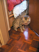e0008794_856153.gif