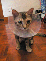 e0008794_8585879.gif
