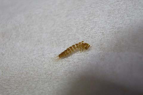 毛布を袋からだしたところ こんなムシがついていました 昆虫ブログ むし探検広場 毛布を袋からだしたところ こんなムシがついていました 昆虫ブログ むし探検広場