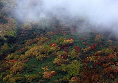 栂池自然園・志賀高原の紅葉_e0071020_1144771.jpg