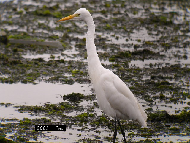 チュウサギ　　Intermediate  Egret/ Egretta  intermedia_b0069564_18271480.jpg