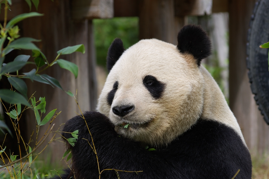 王子動物園6_e0060169_19474884.jpg