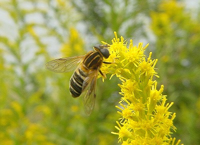 d0019074_11243237.jpg