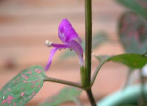 ヒポエステスの花 佐花箱 ヒポエステスの花 佐花箱