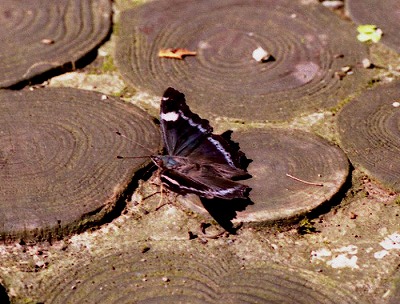 d0019074_9573511.jpg