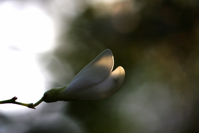 Something to remember you by_b0067789_2131114.jpg