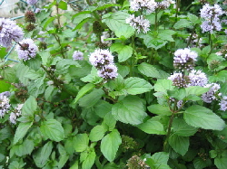 e0076814_23315997.jpg