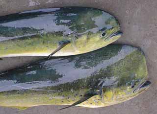 シイラの刺身 Tenkara Club Ne Jp シイラの刺身 Tenkara Club Ne Jp