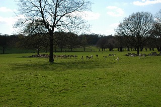 Richmond Park_e0076932_754436.jpg