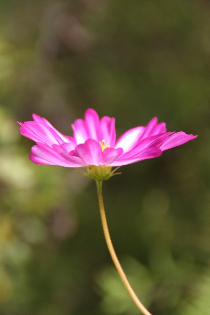 秋に咲く桜_e0039744_1623139.jpg