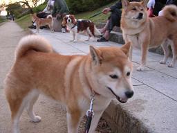 秋の夕暮れは、人の心を悲しくさせる?_c0049950_22362517.jpg