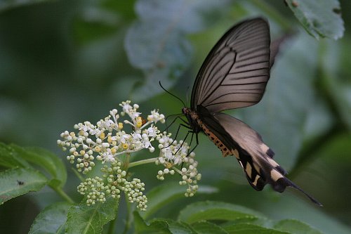 八重山だより　その７　Butterflies_a0035279_0383056.jpg