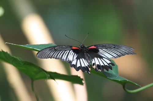 八重山だより　その７　Butterflies_a0035279_0395979.jpg