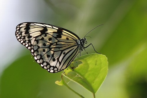 八重山だより　その７　Butterflies_a0035279_0445598.jpg