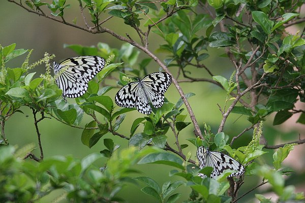 八重山だより　その７　Butterflies_a0035279_0465960.jpg