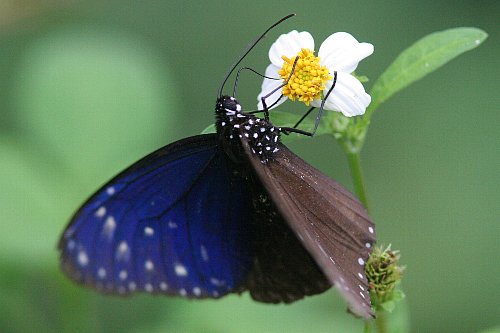 八重山だより　その７　Butterflies_a0035279_0501593.jpg