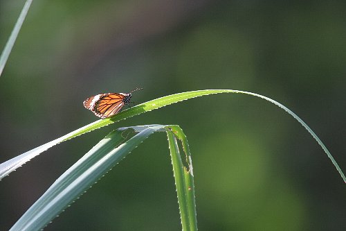 八重山だより　その７　Butterflies_a0035279_057160.jpg