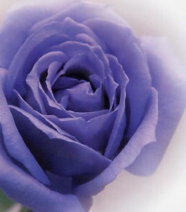 アイランド花どんたくと世界初の「青いバラ」_c0011649_9345279.jpg