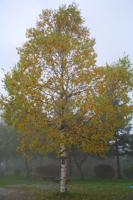 c0032494_17432933.jpg