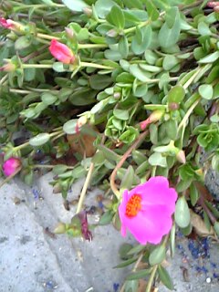 c0037701_0172989.jpg