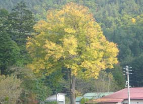 c0047814_8571183.jpg