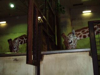 a0027720_1520611.jpg