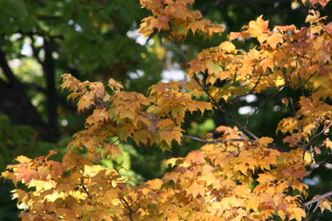 小樽公園とその周辺の紅葉_e0001123_22434186.jpg