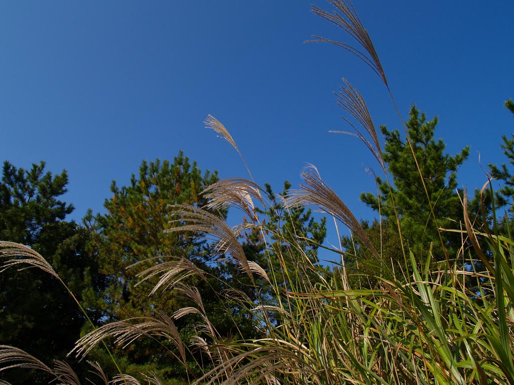 e0071178_19215224.jpg