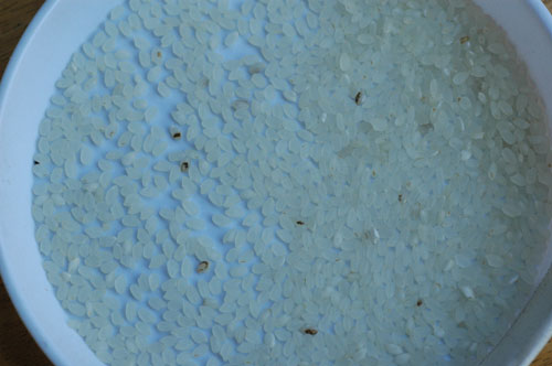 c0068515_1556569.jpg