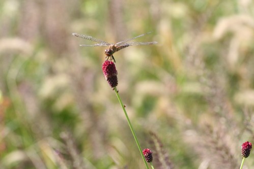 e0027083_391141.jpg