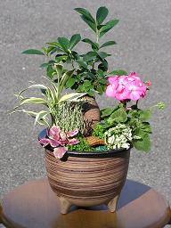 和の鉢の寄せ植えも楽しい♪_e0063296_14104623.jpg