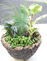 和の鉢の寄せ植えも楽しい♪_e0063296_14105382.jpg