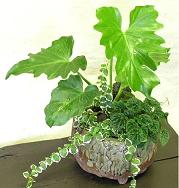 和の鉢の寄せ植えも楽しい♪_e0063296_1411084.jpg