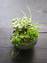 和の鉢の寄せ植えも楽しい♪_e0063296_14145542.jpg