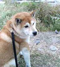 急に冬?_c0049950_23304827.jpg