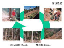 林業経営（皆伐/かいばつ）_a0004391_16155271.jpg