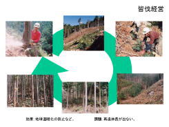 傘伐林