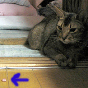a0009397_20452821.gif