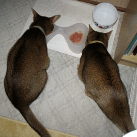 a0009397_20455093.gif