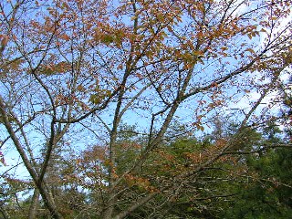 山もお客様_a0047200_14562241.jpg