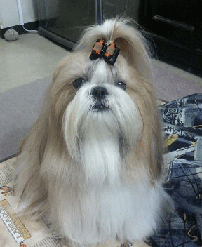 e0050801_2225766.gif