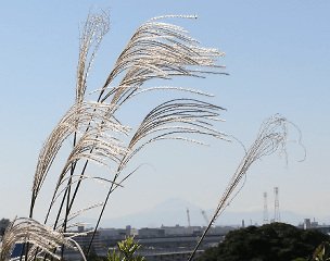 秋晴れ!_e0057104_1532565.jpg