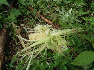 池川の焼畑　蕎麦収穫後の状況_e0002820_22133083.jpg