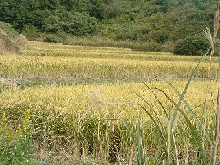 c0020653_18135280.jpg