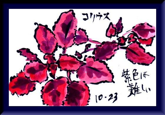 コリウスの赤紫綺麗_e0074955_17551495.jpg