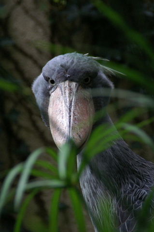 ハシビロコウってかっこいい 動物園でお散歩