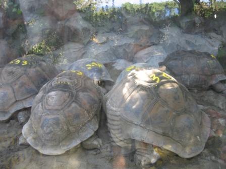 動物園へＧＯ！！　【６ヶ月２０日】_d0063506_23185490.jpg