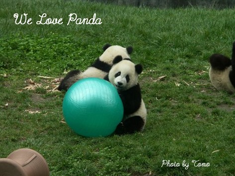 遊ぶ子パンダ We Love Panda A 遊ぶ子パンダ We Love Panda A