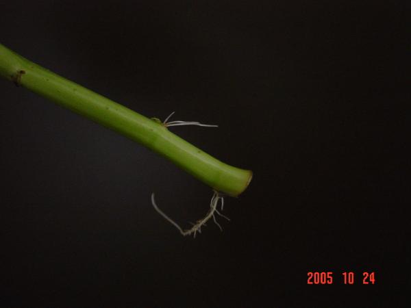 e0086420_11261260.jpg