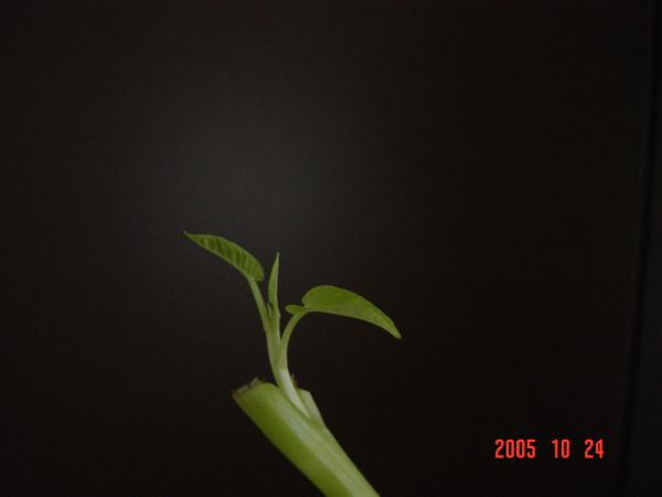 e0086420_11274267.jpg